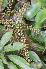 Sciodaphyllum pittieri