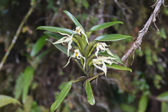 Maxillaria inaudita