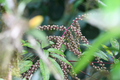 Sciodaphyllum pittieri