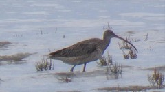 Numenius madagascariensis