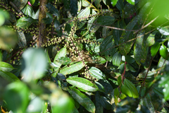 Sciodaphyllum pittieri