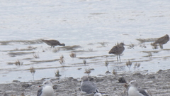 Numenius madagascariensis