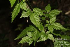 Gynostemma pentaphyllum