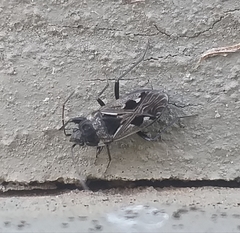 Caprochromus moerens