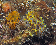 Halgerda willeyi