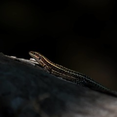 Anatololacerta anatolica