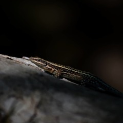 Anatololacerta anatolica