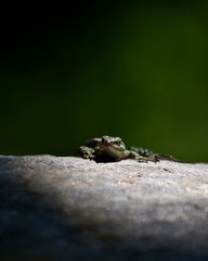 Anatololacerta anatolica