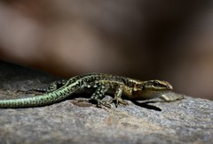 Anatololacerta anatolica