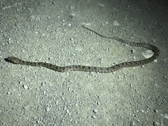 Leptodeira rhombifera