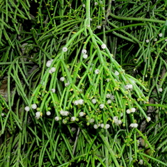 Rhipsalis teres