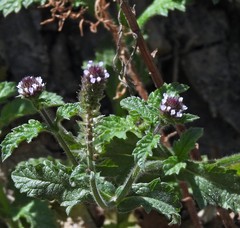Verbena hispida
