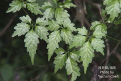 Gynostemma pentaphyllum