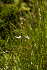 Syncolostemon parviflorus
