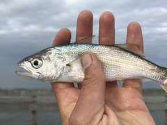 Seriphus politus