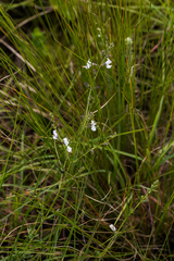 Syncolostemon parviflorus