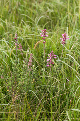 Syncolostemon rotundifolius