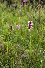 Syncolostemon rotundifolius
