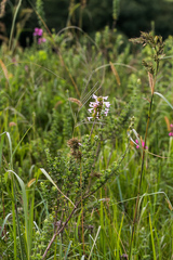 Syncolostemon rotundifolius