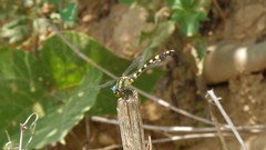 Lamelligomphus ringens