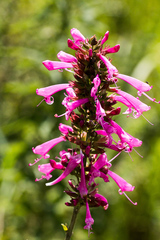 Syncolostemon rotundifolius