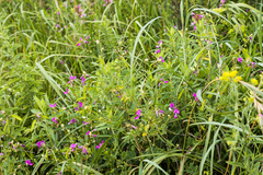 Tephrosia glomeruliflora glomeruliflora