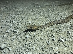 Leptodeira rhombifera