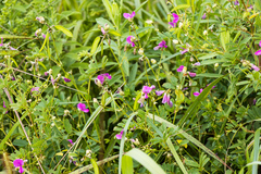 Tephrosia glomeruliflora glomeruliflora