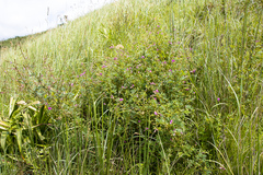 Tephrosia glomeruliflora glomeruliflora