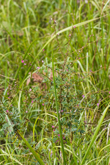 Tephrosia polystachya