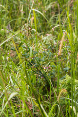 Tephrosia polystachya