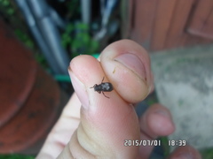 Gonotropis dorsalis