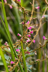 Tephrosia polystachya