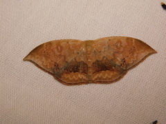 Lissoblemma lunuliferata