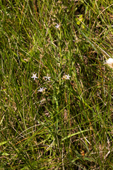 Wahlenbergia huttonii