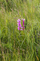 Watsonia densiflora