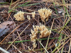 Phaeoclavulina flaccida