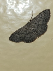 Scopula paneliusi paneliusi