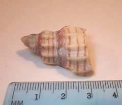 Cancellaria cooperii