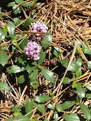 Ceanothus prostratus