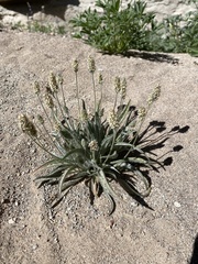 Plantago helleri