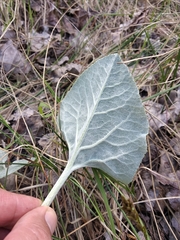 Petasites spurius