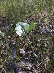 Petasites spurius