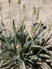 Plantago helleri