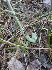 Petasites spurius