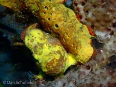 Antennarius multiocellatus