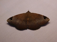 Mecodina