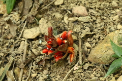 Zingiber oligophyllum