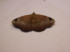 Mecodina