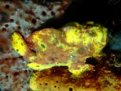 Antennarius multiocellatus